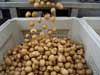 Potato Delivery